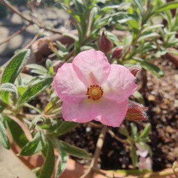 Cistus skanbergii 0.20 à 0.25 m Cont. 