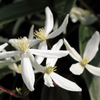 Clematis armand. 'Apple Blossom' 0.50 à 0.60 m Cont. 