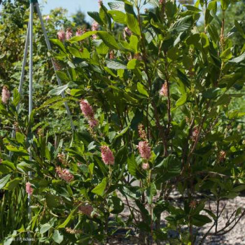 Clethra aln. 'Ruby Spice' 0.50 à 0.60 m Cont. 