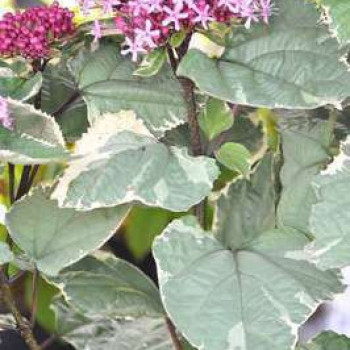 Clerodendrum bungei 'Pink Diamond'® 0.40 à 0.50 m Cont. 