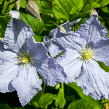 Clematis hybr. 'Blekitny Aniol' ( 'blue angel') 0.50 à 0.60 m Cont. 