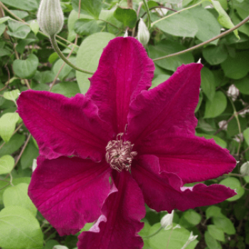 Clematis hybr. 'Ernest Markham' 0.50 à 0.60 m Cont. 