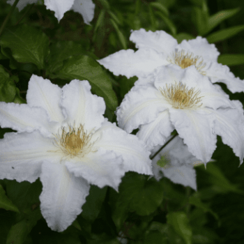 Clematis hybr. 'Gladys Picard' 0.50 à 0.60 m Cont. 