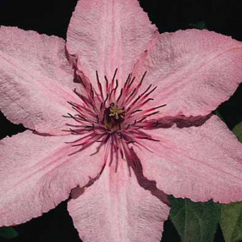 Clematis hybr. 'Hagley Hybrid' 0.50 à 0.60 m Cont. 