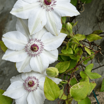 Clematis hybr. 'Miss Bateman' 0.50 à 0.60 m Cont. 