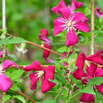 Clematis hybr. 'Madame Julia Correvon' 0.50 à 0.60 m Cont. 