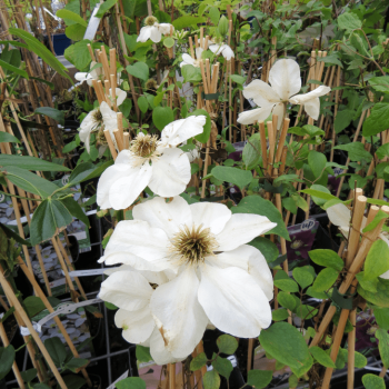 Clematis hybr. 'Mme. Le Coultre' 0.50 à 0.60 m Cont. 