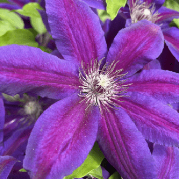 Clematis hybr. 'Mrs. N. Thompson' 0.50 à 0.60 m Cont. 