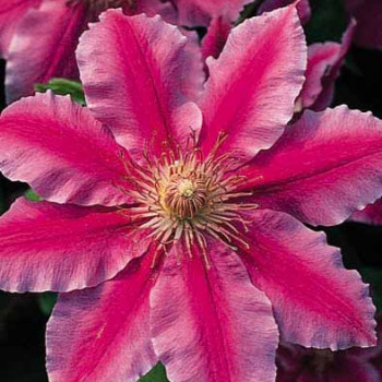 Clematis hybr. 'Nelly Moser' 0.50 à 0.60 m Cont. 