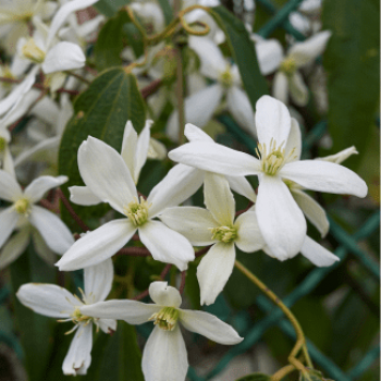 Clematis armandii 0.50 à 0.60 m Cont. 