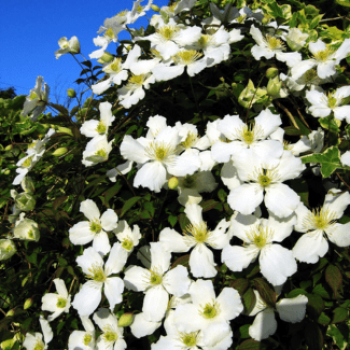 Clematis mont. 'Grandiflora' 0.50 à 0.60 m Cont. 