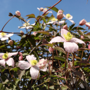 Clematis mont. 'Mayleen' 0.50 à 0.60 m Cont. 