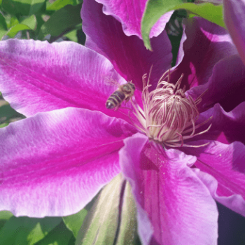 Clematis mont. 'Rubens' 0.50 à 0.60 m Cont. 