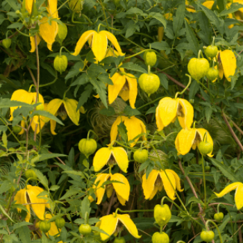 Clematis tangutica 0.50 à 0.60 m Cont. 