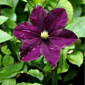 Clematis 'Polish Spirit' 0.50 à 0.60 m Cont. 