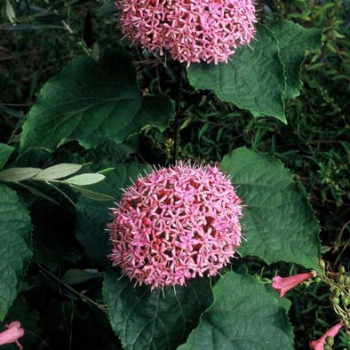 Clerodendrum bungei 0.40 à 0.60 m Cont. 