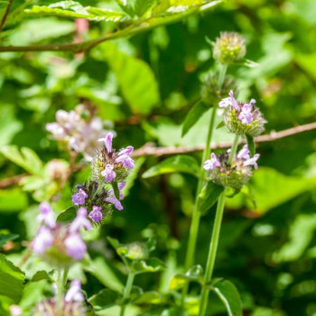 Clinopodium vulgare  Pot 9 
