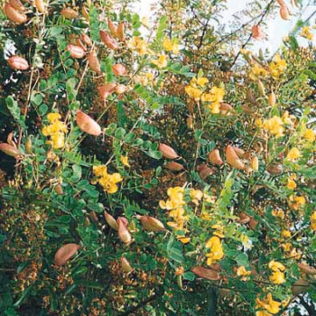 Colutea arborescens 0.60 à 0.80 m Cont. 