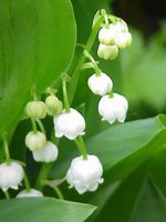 Convallaria majalis  Pot 9 