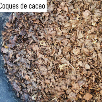 COQUE DE CACAO