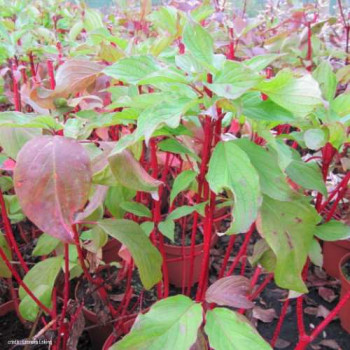 Cornus alba 'Baton Rouge'® 0.40 à 0.60 m Cont. 