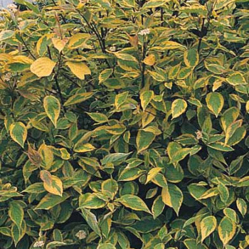 Cornus alba 'Gouchaultii' 0.40 à 0.60 m Racine nue 