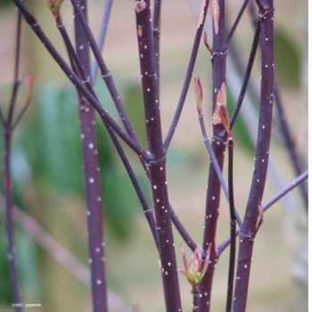 Cornus alba 'Kesselringii' 0.40 à 0.60 m Racine nue 