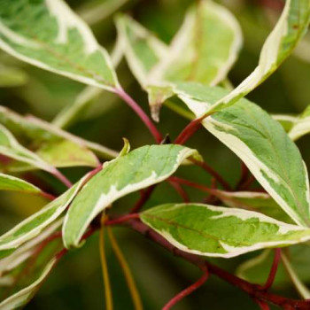 Cornus alba 'Sibirica Variegata' 0.50 à 0.60 m Cont. 