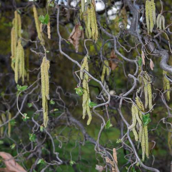 Corylus av. 'Contorta' 0.60 à 0.80 m CT 5 litres 