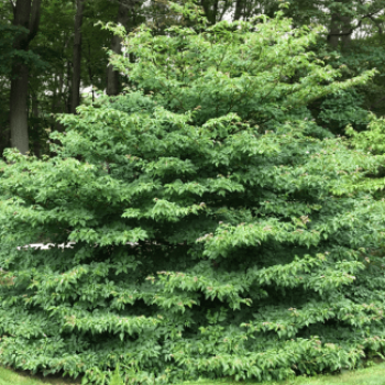 Cornus contr. 'Pagoda' 1.5 à 1.75 m CT 35 litres 