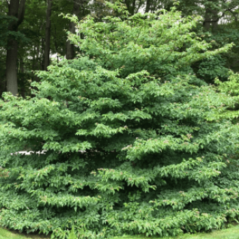 Cornus contr. 'Pagoda' 1 à 1.25 m CT 12 litres 