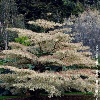 Cornus contr. 'Variegata' 1 à 1.25 m CT 10 litres 