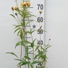 Coreopsis tripteris  Pot 9 