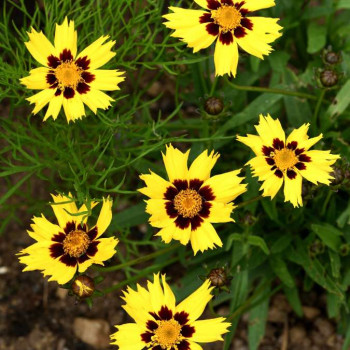 Coreopsis grand. 'Sunkiss'  Pot 9 