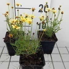 Coreopsis hybr. 'Creme Brullee'  Pot 9 