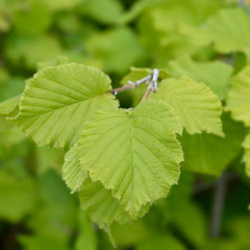 Corylus hybr. 'Nottingh. Frühe' (= 'p. prolific') 0.60 à 0.80 m Cont. 