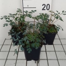 Corydalis hybr. 'Porcelain Blue'  Pot 9 