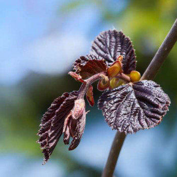 Corylus hybr. 'Red Majestic'® 0.60 à 0.80 m CT 4 litres 