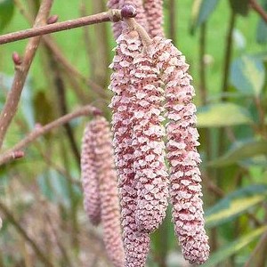 Corylus hybr. 'Rode Zellernoot' 0.60 à 0.80 m Cont. 