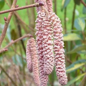 Corylus hybr. 'Rode Zellernoot' 0.40 à 0.60 m Cont. 