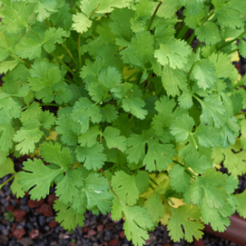 Coriandrum sativum