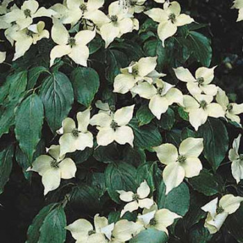 Cornus kousa 'China Girl' 0.60 à 0.80 m Cont. 