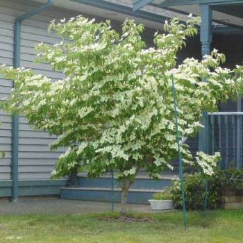 Cornus kousa 'Milky Way' 0.80 à 1 m CT 10 litres 