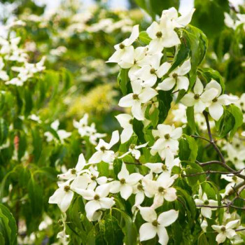 Cornus kousa 'Chinensis' 1 à 1.25 m CT 12 litres 