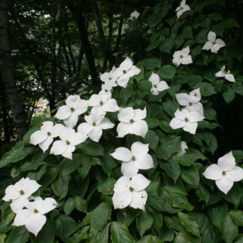 Cornus kousa 'Schmetterling' 1 à 1.25 m CT 25 litres 