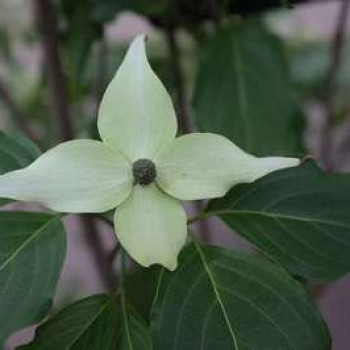 Cornus kousa 'Weisse Fontaine' 1.75 à 2 m CT 90 litres en cépée 