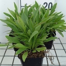 Coreopsis lanc. 'Sterntaler'  Pot 9 