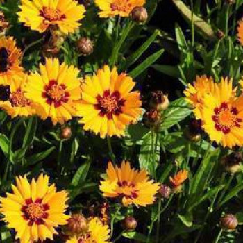 Coreopsis lanc. 'Baby Gold'  Pot 9 