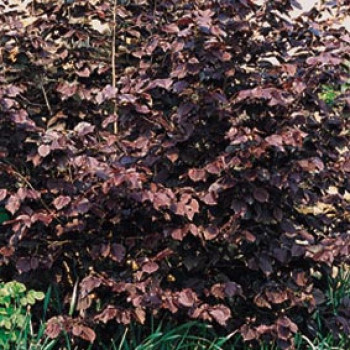 Corylus maxima 'Purpurea' 0.60 à 0.80 m Cont. 