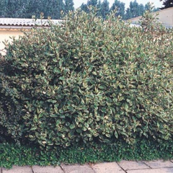 Cornus alba 0.60 à 0.80 m Cont. 